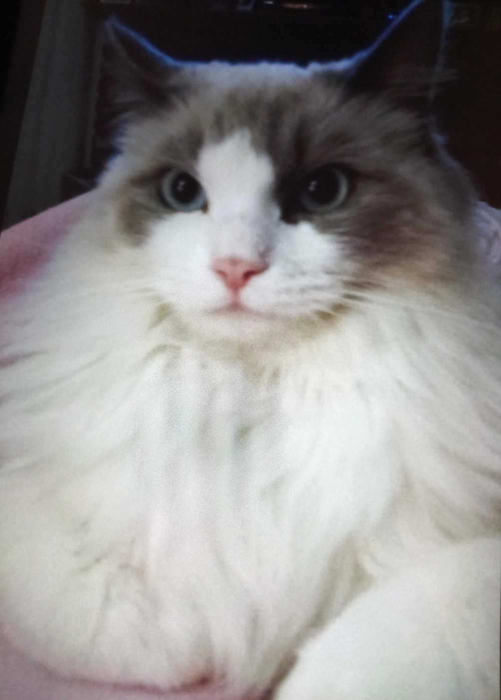 Meet Nancy L.’s Polly, in Simi Valley, CA. Polly’s a five-year-old Ragdoll, and a beautiful, wonderful kitty.