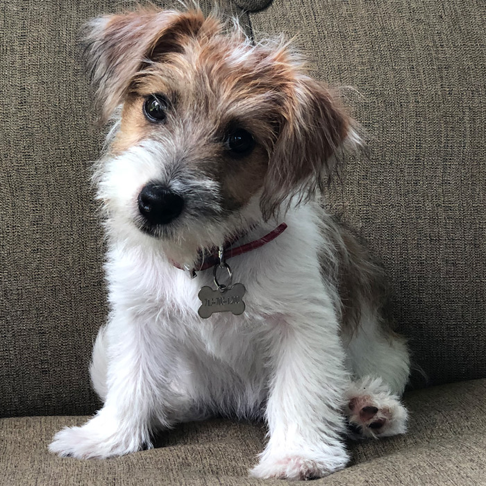 Dear heloise i am a month old irish jack russell terrier and my name is madigan I live in houston tx and mommy gaye k wanted to share my new picture with you Sincerely maddy