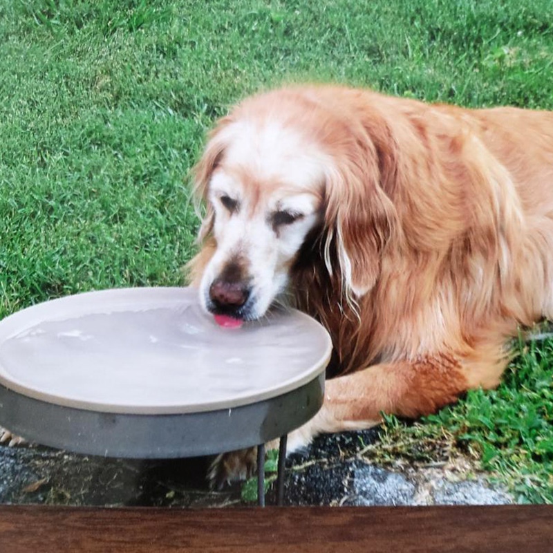 Meet madison Madison is a frosty faced year old female golden retriever She enjoys hanging out in the backyard drinking water with her owner bruce a