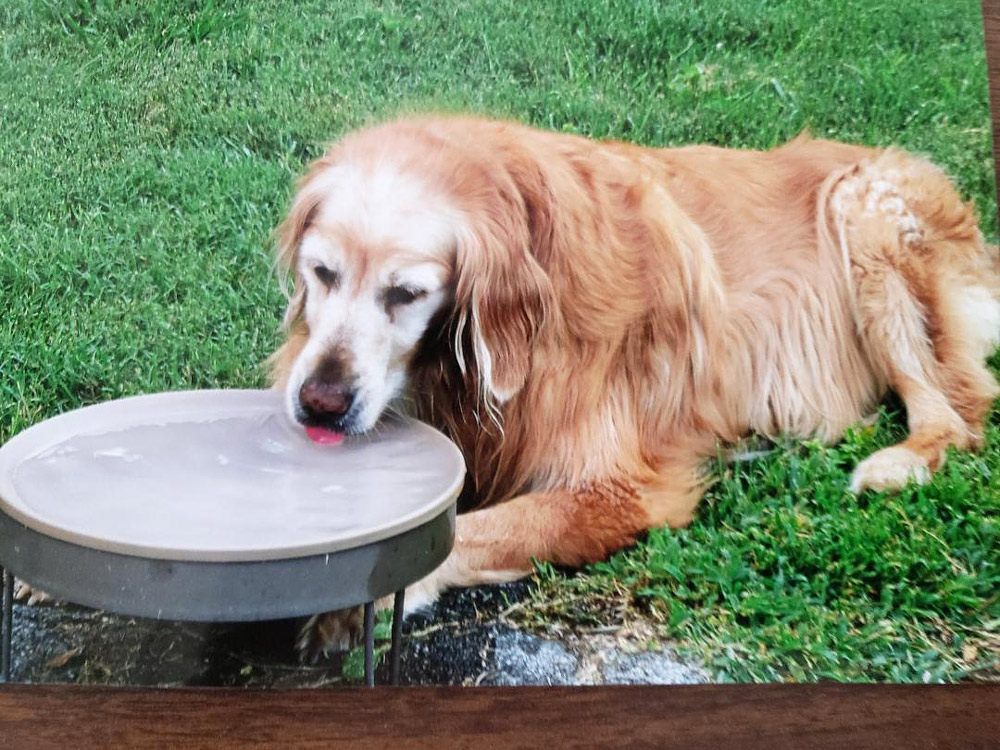 Meet Madison. Madison is a frosty-faced, 12-year-old female Golden Retriever. She enjoys hanging out in the backyard, drinking water, with her owner, Bruce A.