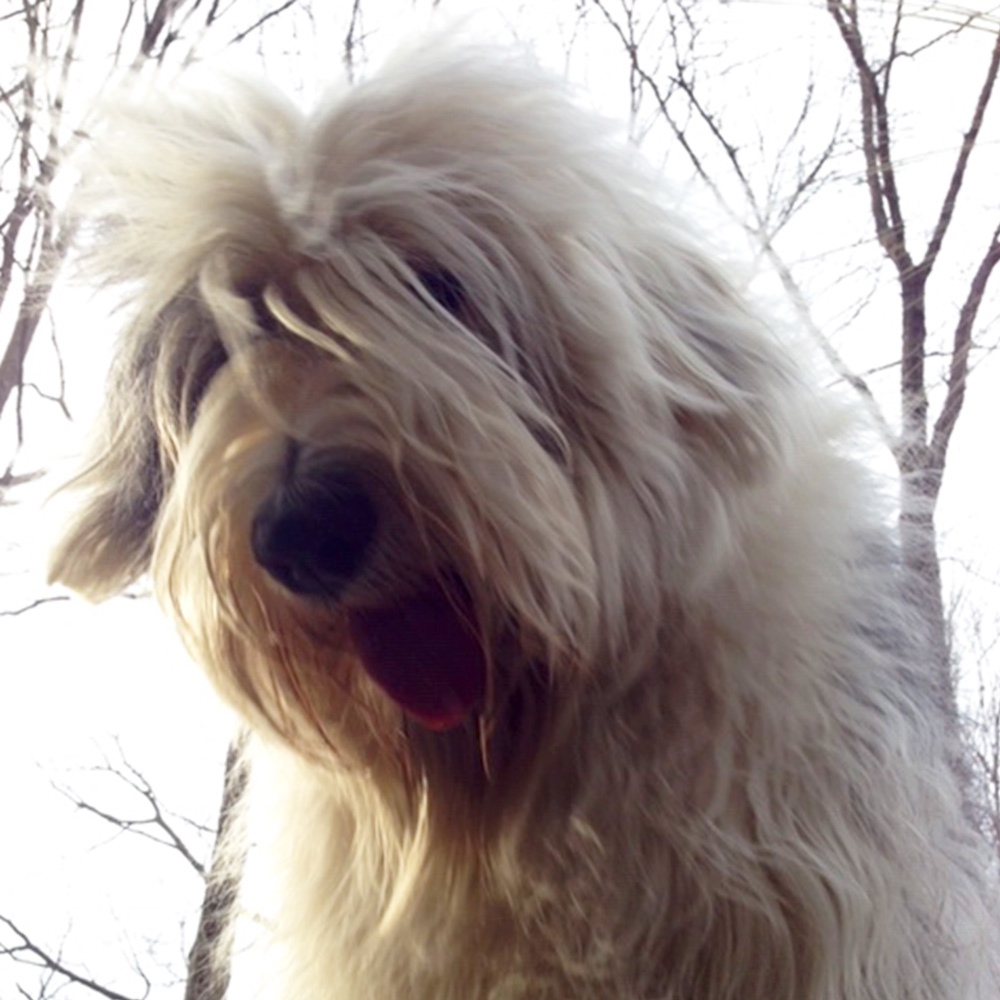 Meet baxter Baxter is john c s old english sheepdog and hes six He weighs pounds but looks bigger He loves riding in the truck He also loves people other animals and especially baths