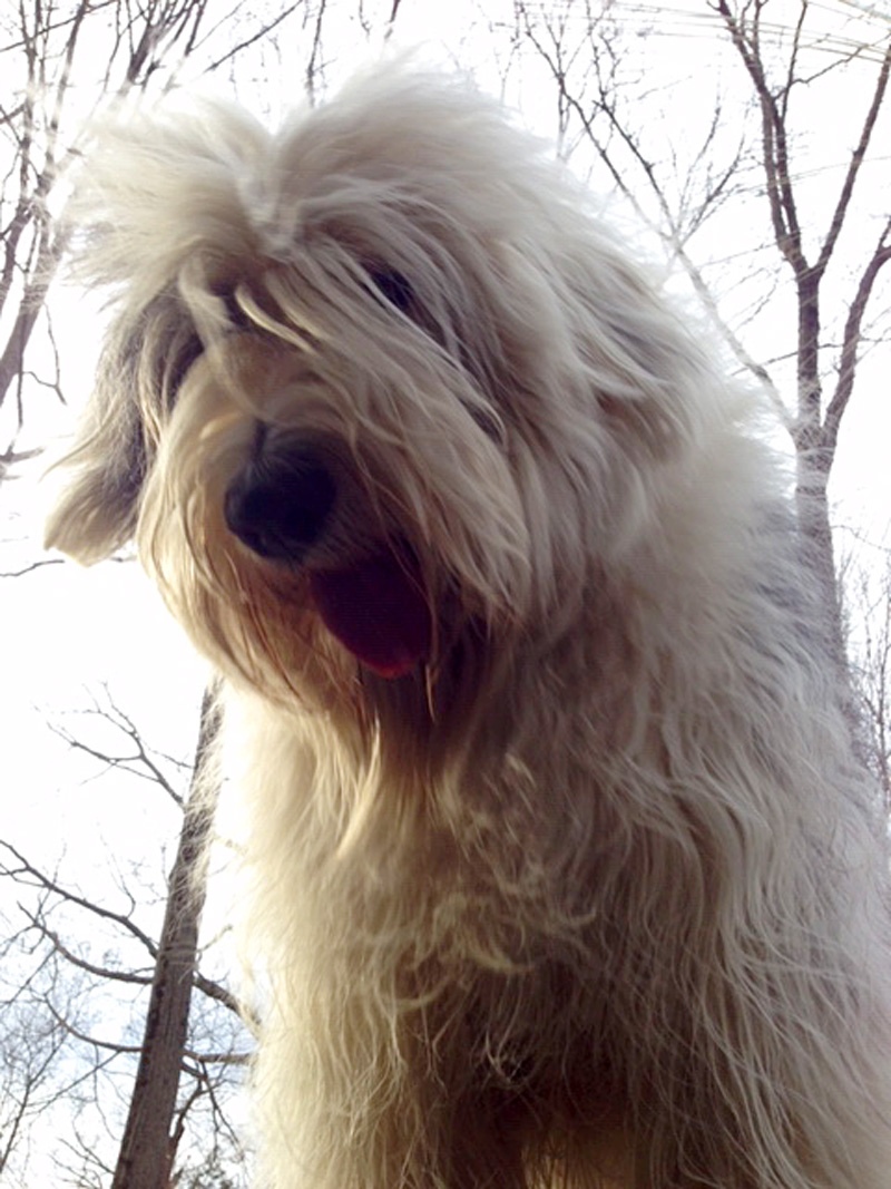 Meet Baxter. Baxter is John C.’s Old English Sheepdog and he’s six. He weighs 100 pounds but looks bigger. He loves riding in the truck. He also loves people, other animals and, especially, baths. 