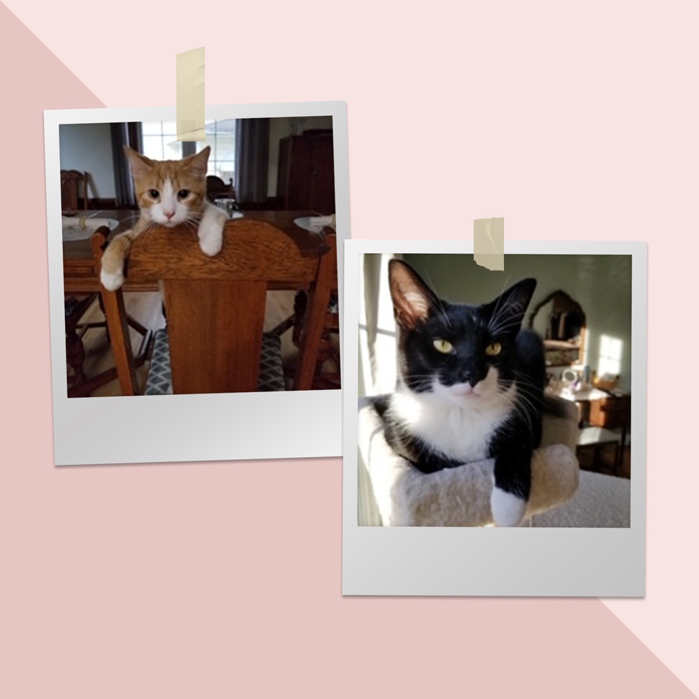 Meet pork chop and mr Primrose These adorable guys are brothers Pork chop orange cat and mr Primrose are nine month old domestic shorthairs and live in springfield ohio with owner jo b s loving family