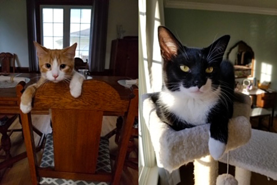 Meet Pork Chop and Mr. Primrose. These adorable guys are brothers. Pork Chop (orange cat) and Mr. Primrose are nine-month-old domestic shorthairs and live in Springfield, Ohio with owner Jo B.’s loving family. 