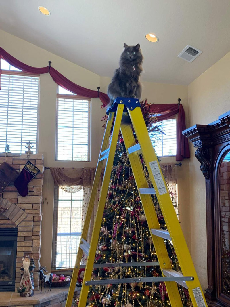 Michelle R. in San Antonio sent two pics of her beautiful green-eyed, grey cat, Coco, majestically perched on the ladder where she can put the star on top of the Christmas tree!