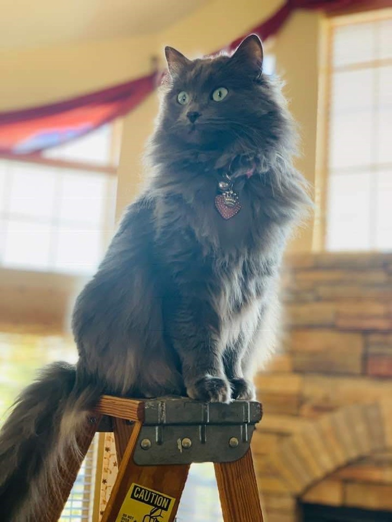 Michelle R. in San Antonio sent two pics of her beautiful green-eyed, grey cat, Coco, majestically perched on the ladder where she can put the star on top of the Christmas tree!