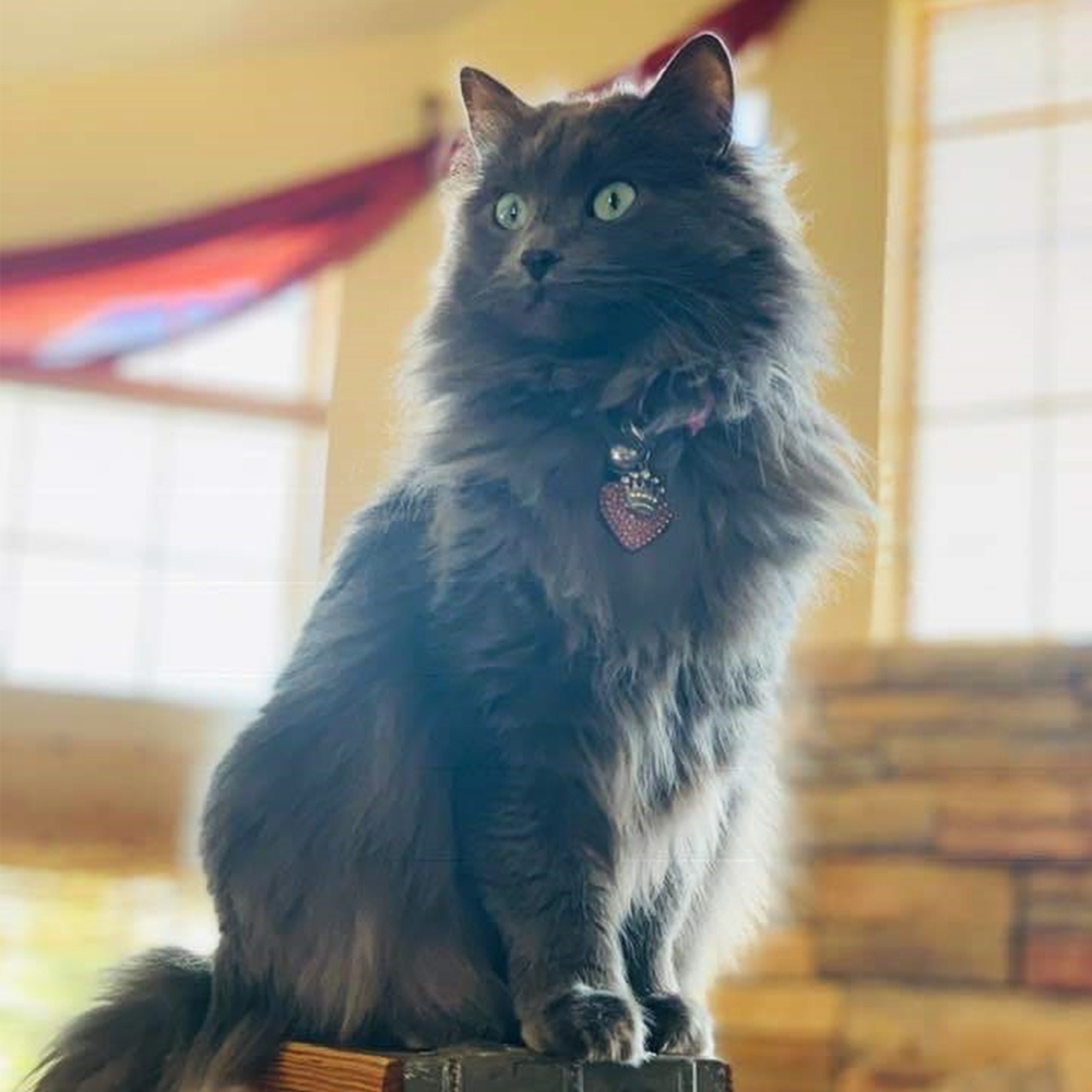 Michelle r In san antonio sent two pics of her beautiful green eyed grey cat coco majestically perched on the ladder where she can put the star on top of the christmas tree