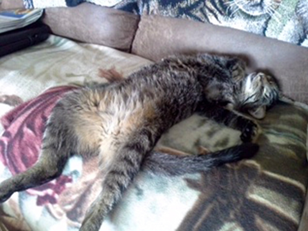 If you want to learn how to relax, Teresa A. via email says, Get a cat! Tigger is entertaining and loves giving hugs. He showed up at her house one day, and HE rescued HER.