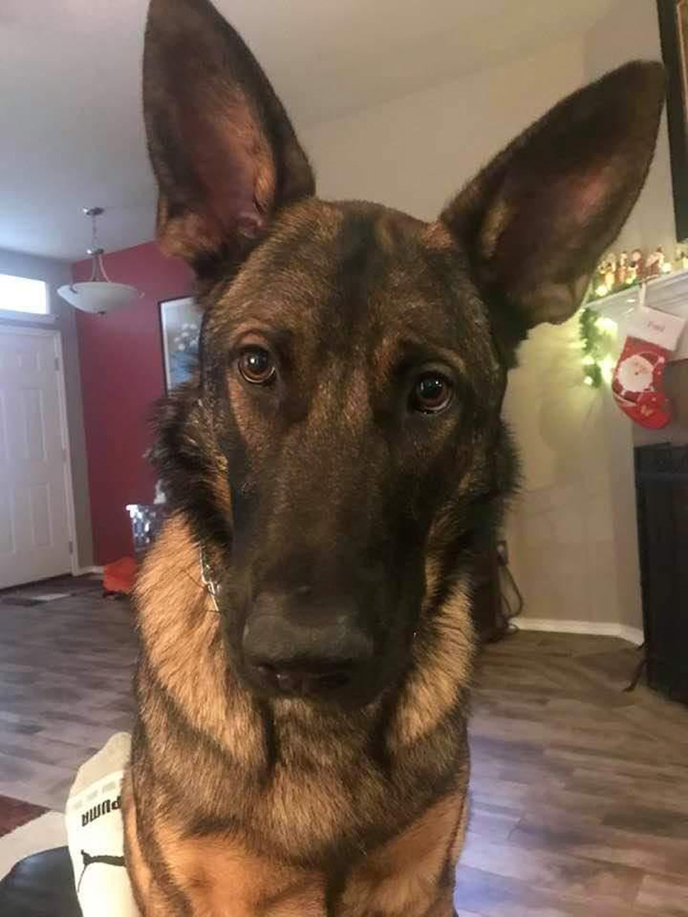 Meet Mickey, Fred G.’s 16-month-old gorgeous German Shepherd, at home in New Braunfels, TX. Mickey is sorry to interrupt Dad’s relaxing on Saturday afternoon, but Fred really needs to throw the ball – come on, Dad!