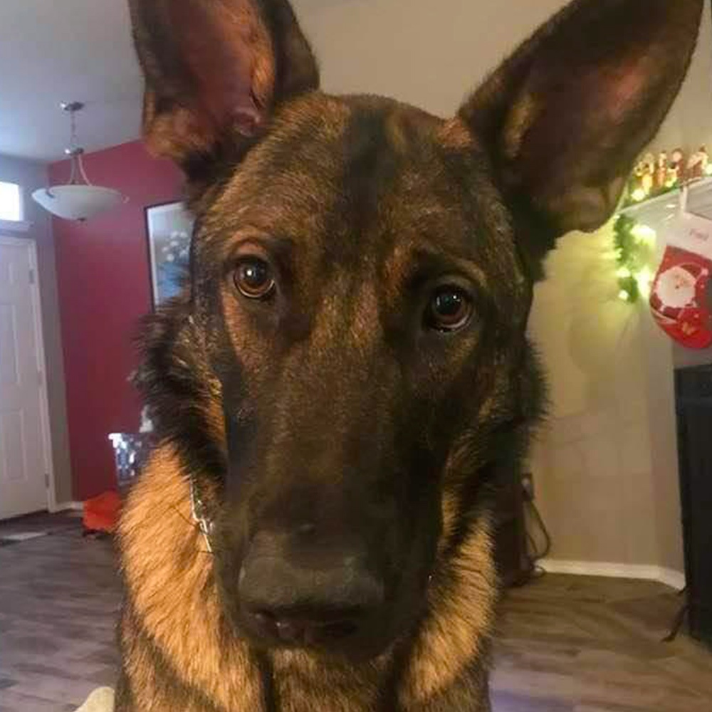 Meet mickey fred g s month old gorgeous german shepherd at home in new braunfels tx Mickey is sorry to interrupt dads relaxing on saturday afternoon but fred really needs to throw the ball come on dad