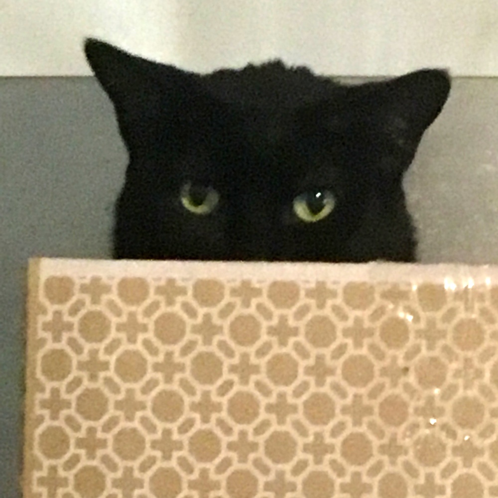 Heres buddy hiding in his favorite box on top of the refrigerator Sandy d Sent in his picture