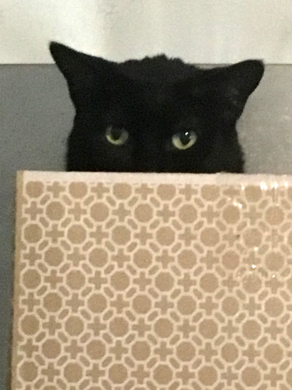 Here’s Buddy, hiding in his favorite box on top of the refrigerator. Sandy D. sent in his picture.