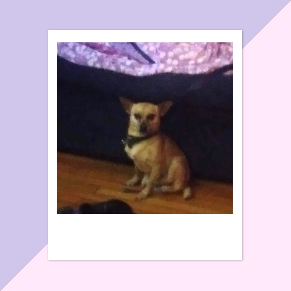 Debra a In san antonio sent a picture of her furry and funny friend max Max is a pure chihuahua and he is years old
