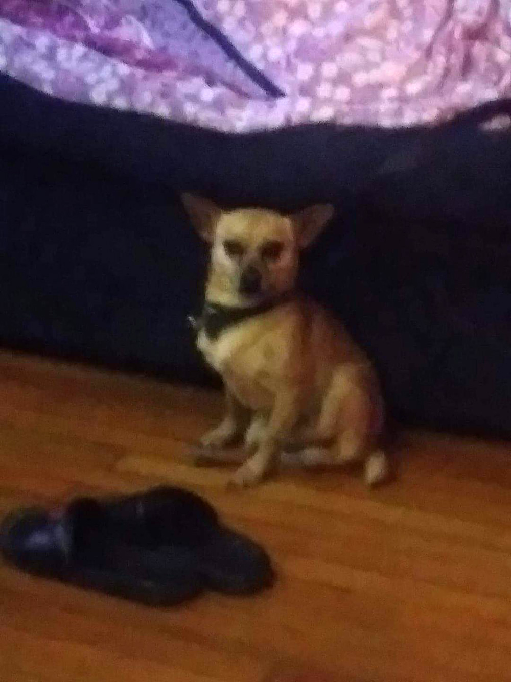 Debra A. in San Antonio sent a picture of her furry and funny friend, Max. Max is a pure Chihuahua, and he is 3 years old.