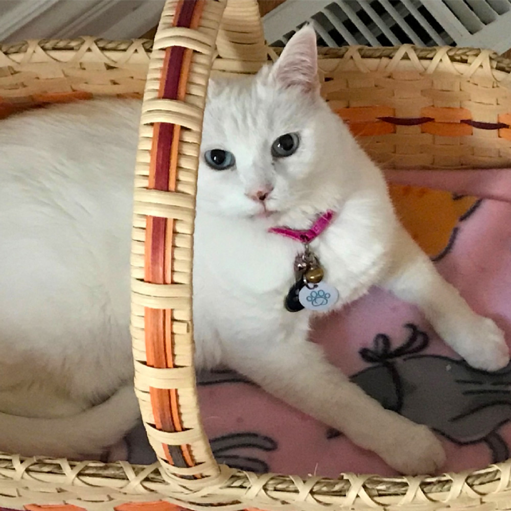 Meet annie an year old beautiful blue eyed white cat belonging to maria c In nebraska