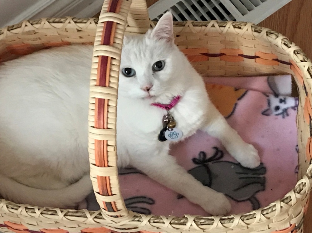 Meet Annie, an 11-year-old beautiful blue-eyed white cat, belonging to Maria C. in Nebraska.