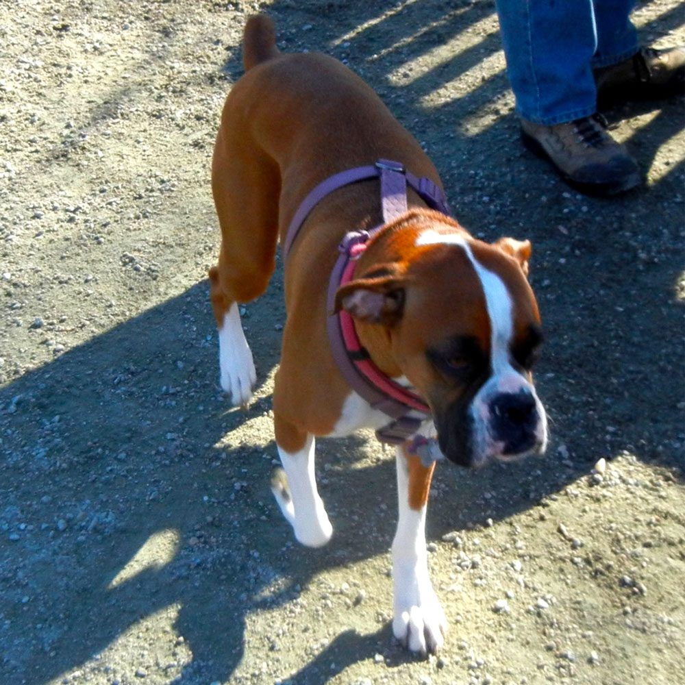 Meet mary hs zoe a beautiful brown boxer Zoes veterinarian recommended putting petroleum jelly on her dry crusty nose Unfortunately zoe licks it off quickly Giving her a treat immediately after applying it buys a little time for absorption mary says