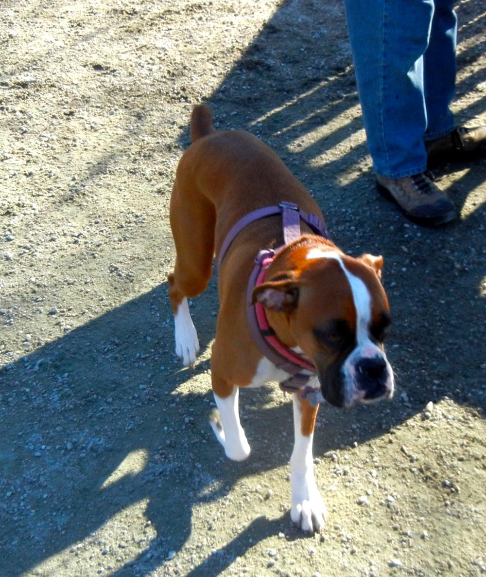 Meet Mary H’s Zoe, a beautiful brown boxer. Zoe’s veterinarian recommended putting petroleum jelly on her dry, crusty nose. Unfortunately, Zoe licks it off quickly. Giving her a treat immediately after applying it buys a little time for absorption, Mary says.