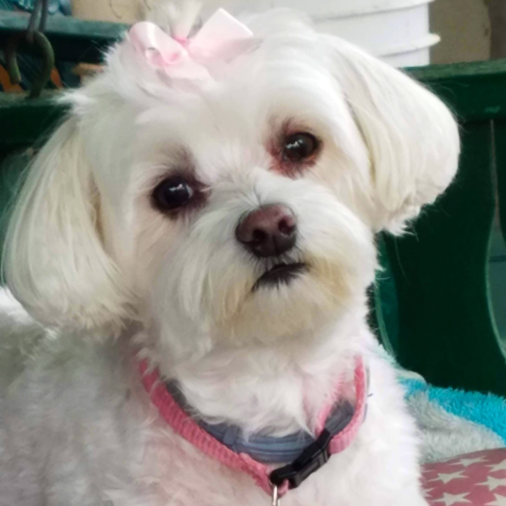 This week suzies sent in a picture of her beautiful snow white multipoo charmin Suzie says charmin recently lost her main human pawpaw and charmin is grieving
