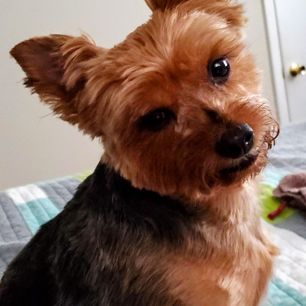 Meet brooklyn shes krystal rs five year old yorkshire terrier looking super cute at the camera