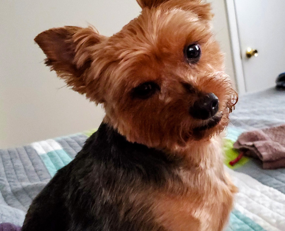 Meet Brooklyn; she’s Krystal R’s five-year-old Yorkshire Terrier, looking super cute, at the camera!