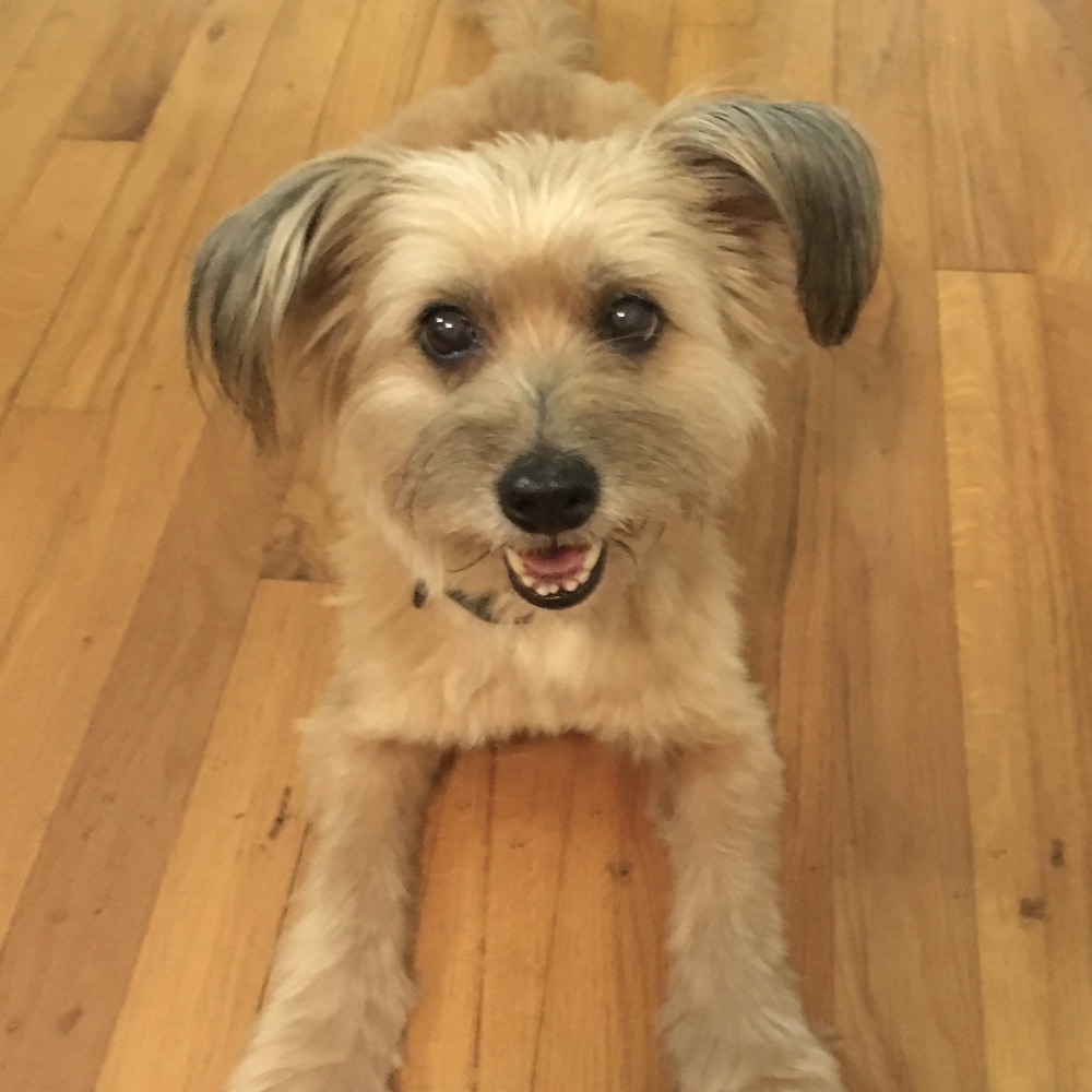 Meet denise r s patootie an adorable smiling terrier mix She is ready to play