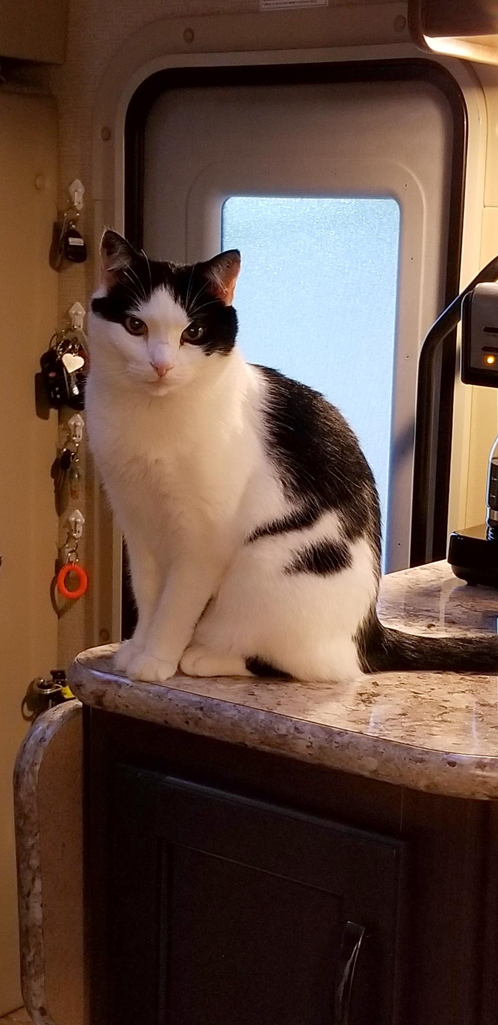 Meet Jay II, Epping, NH’s Roger and Nancy’s 13-year-old black and white cat who is curious about everything. When they started camping in their RV, they didn’t hesitate to bring him along.