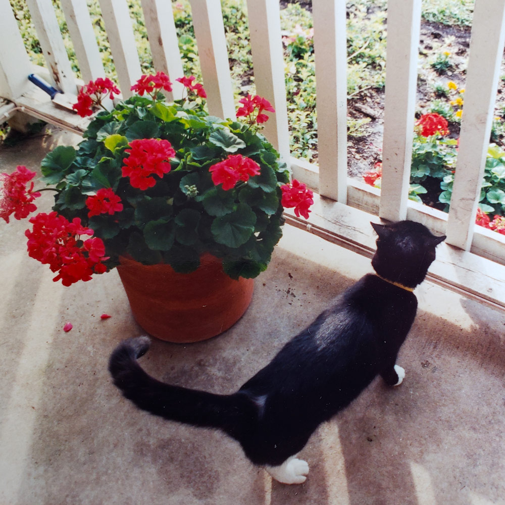 Meet molly gina f s friendly black cat on the porch next to some pretty summer geraniums