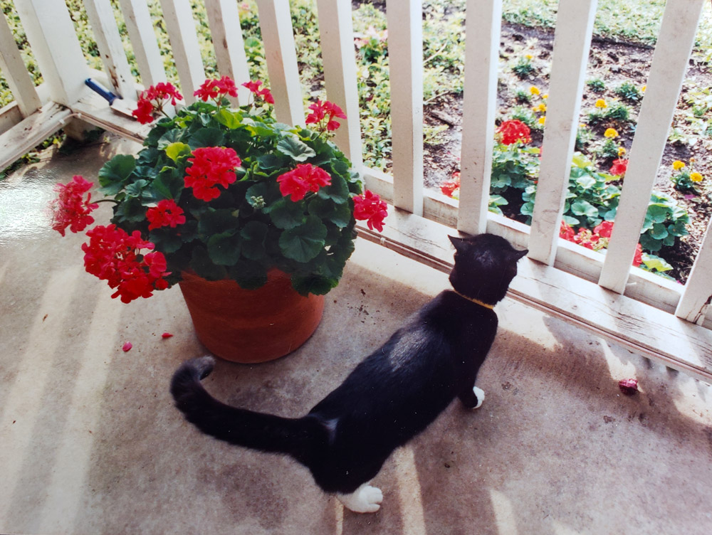 Meet Molly, Gina F.'s friendly black cat, on the porch next to some pretty summer geraniums.