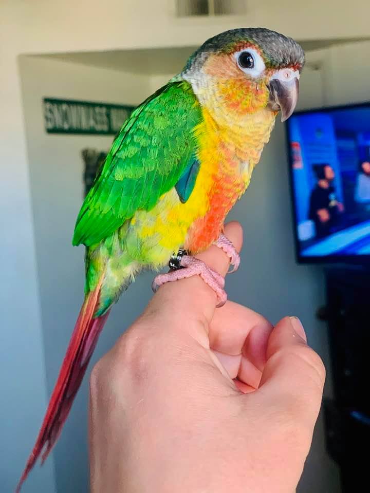 Dear Heloise, my name is Kori and I am a conure, from the parrot family.