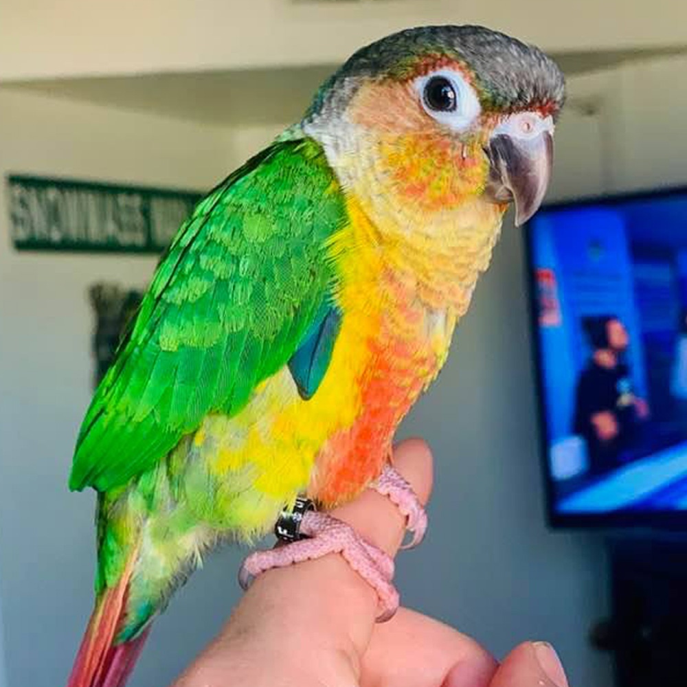 Dear heloise my name is kori and i am a conure from the parrot family