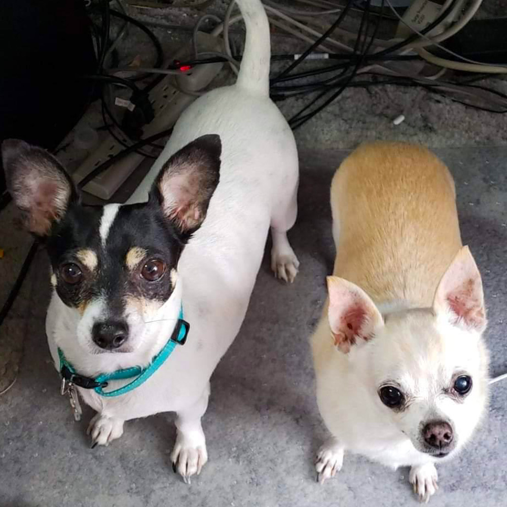 With today being dogust the first lets meet a couple of shelter dogs here in the offices of heloise inc Its duncan and daisy a sweet rat terrier and a sassy fawn chihuahua