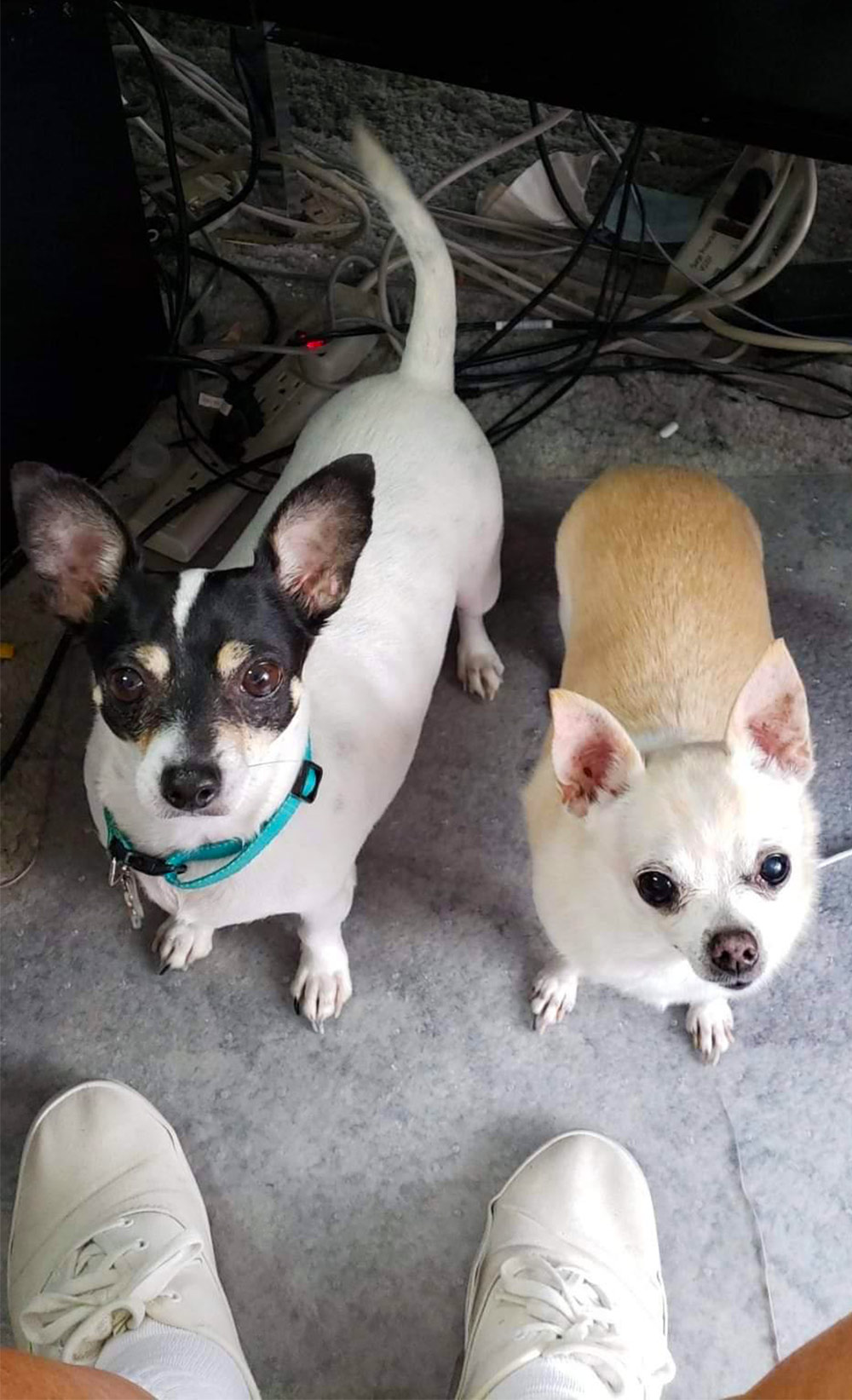 With today being DOGust the First, let’s meet a couple of Shelter Dogs, here in the offices of Heloise, Inc. It’s Duncan and Daisy – A sweet Rat Terrier and a sassy fawn Chihuahua.