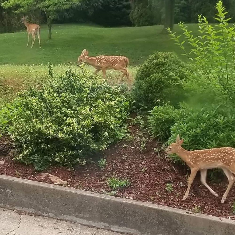 This weeks pet pals arent pets just a majestic mama deer followed by her curious twins In this picture captured by carter and vincent of pittsburgh pa you can almost hear mom saying come on you two Quit dawdling as they make their way through the backyard