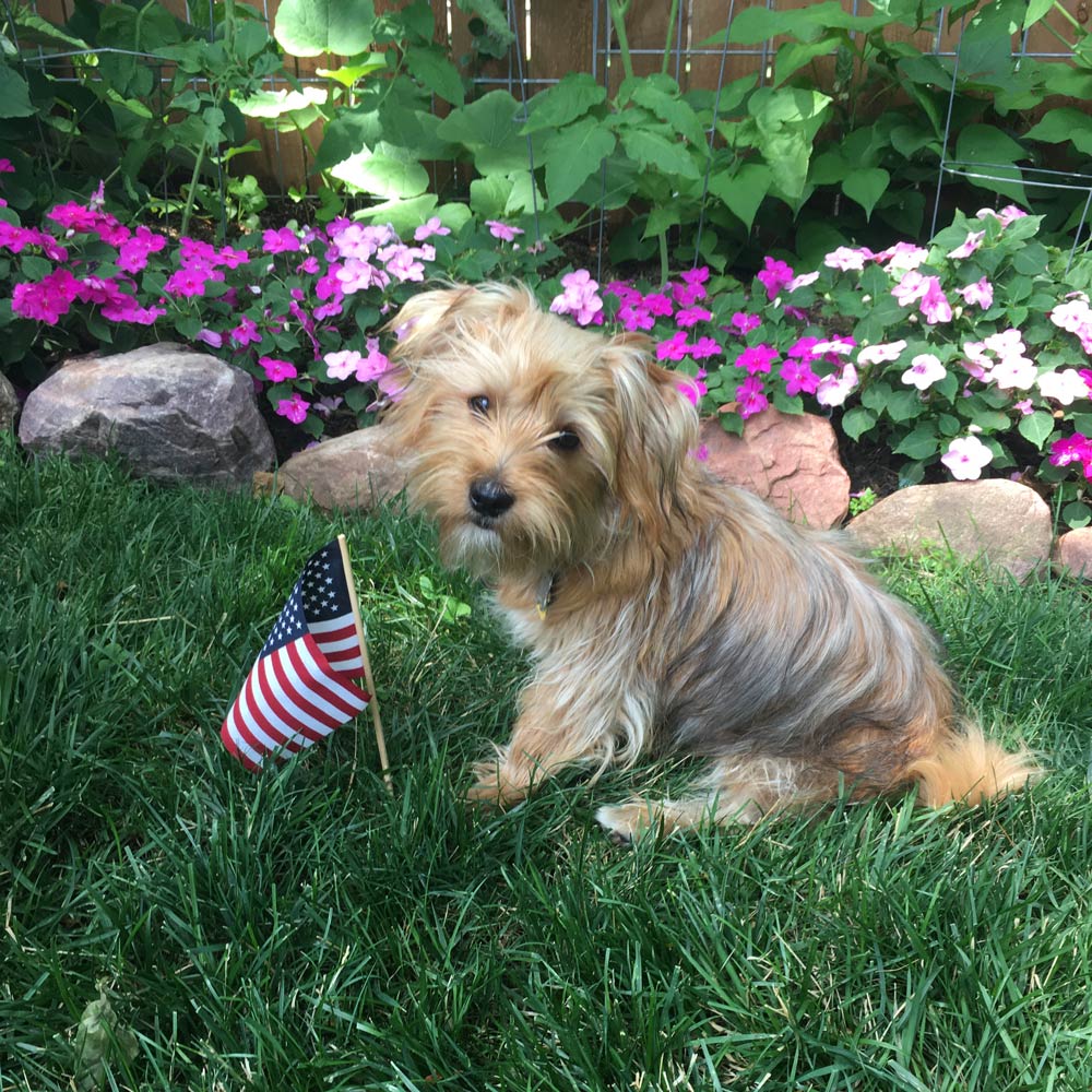 Michelle and dave t In omaha ne sent a picture of their six month old morkie freddie celebrating his first fourth of july He is friendly and playful and he loves everyone He even tolerates his rabbit brother mopsy