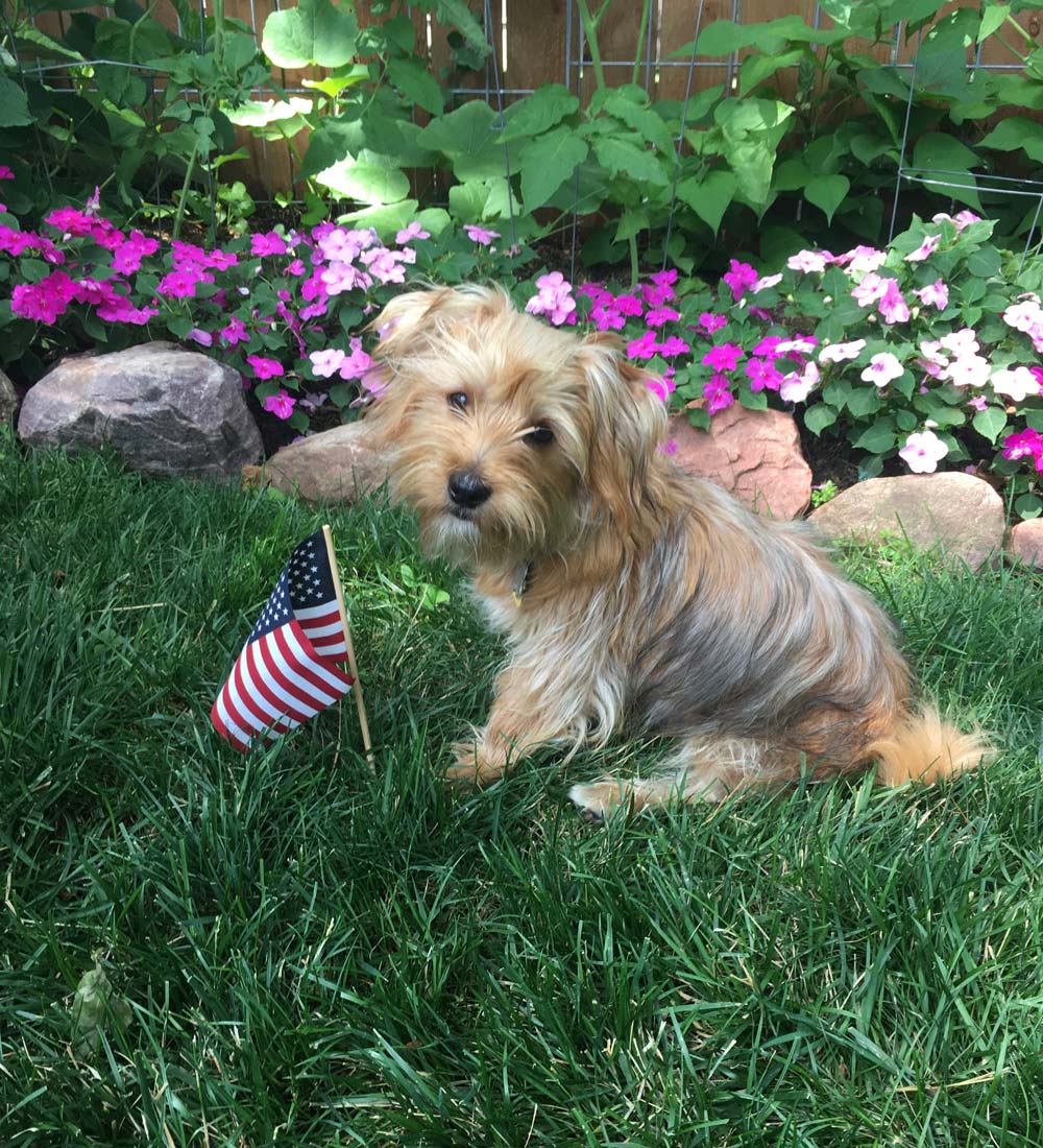 Michelle and Dave T. in Omaha, NE sent a picture of their six-month-old Morkie Freddie, celebrating his first Fourth of July. He is friendly and playful, and he LOVES everyone! He even tolerates his rabbit “brother” Mopsy.