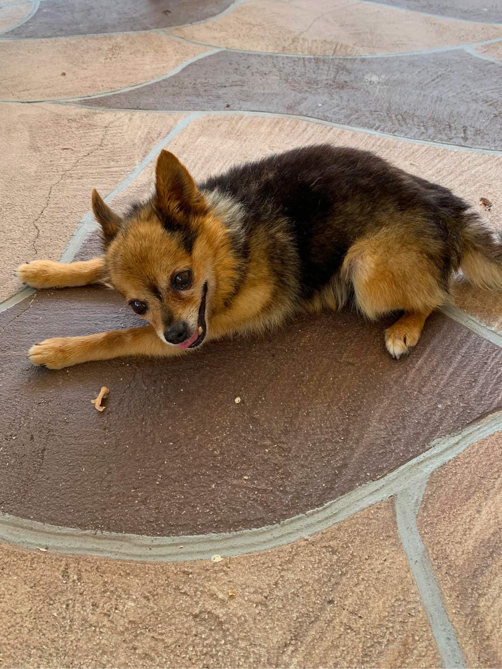 Patricia M. sent a picture of her sweet, smiling, seven-pound 13-year-old Chihuahua Oliver, lying on the patio.