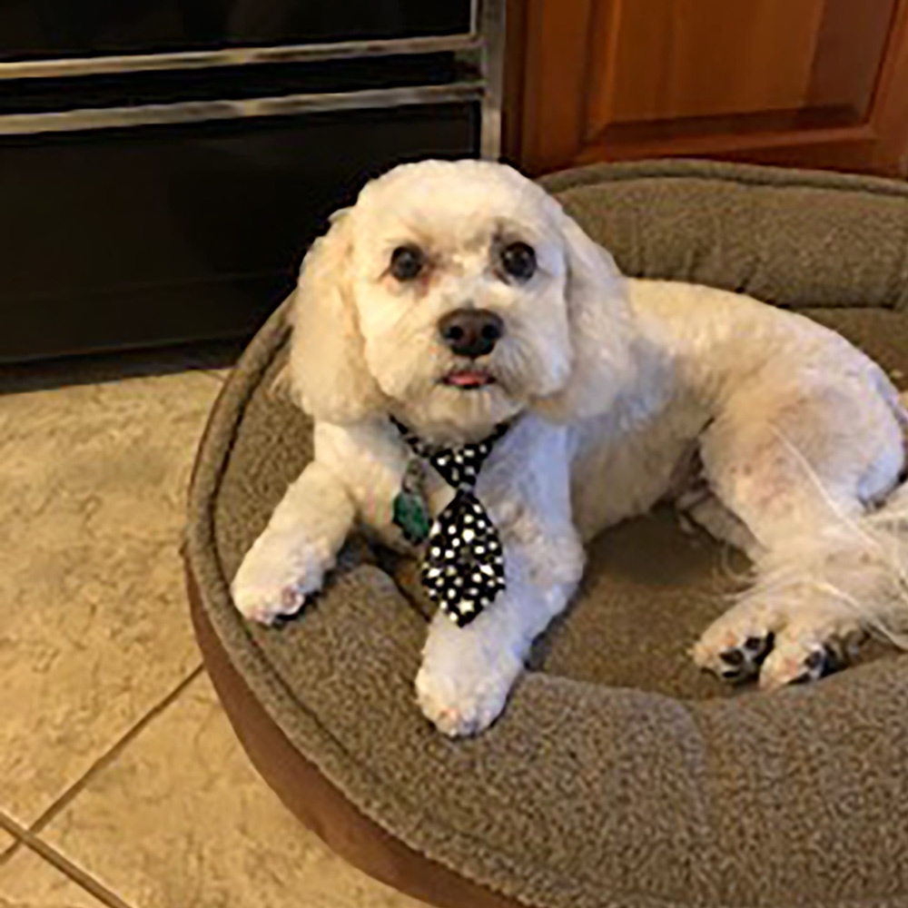 Meet jake Charlene g via email calls him the perfect pet he is a cavachon a mix of cavalier king charles spaniel and bichon frise Completely cute jake looks right at home on his comfy bed in the kitchen