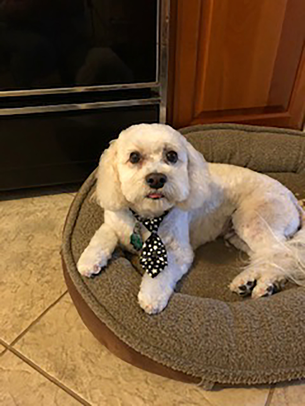 Meet Jake. Charlene G., via email, calls him The Perfect Pet – he is a Cavachon – a mix of Cavalier King Charles Spaniel and Bichon Frise. Completely cute, Jake looks right at home on his comfy bed in the kitchen!