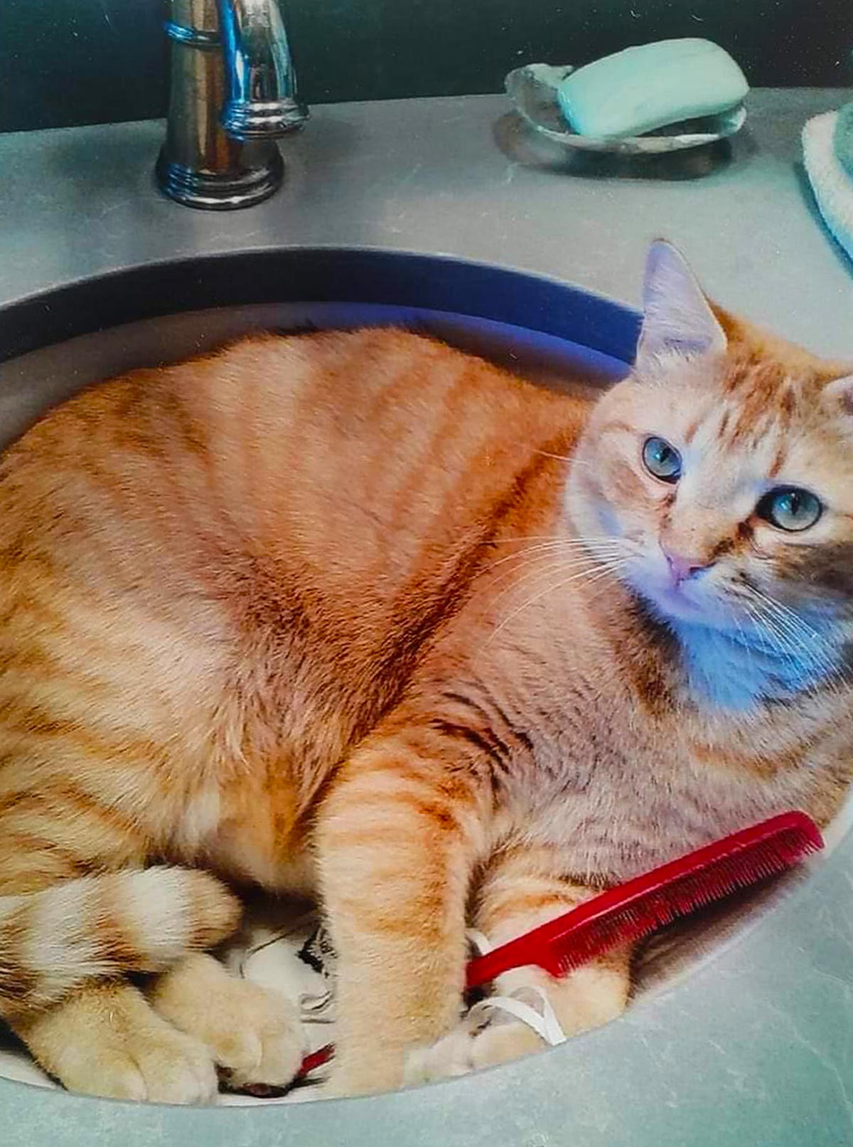 Meet Lucky. Frances R. in Mt. Angel, OR took in Lucky as a kitten, as says he is a great mouser. He’s also quite at home in her bathroom sink, as his picture indicates!