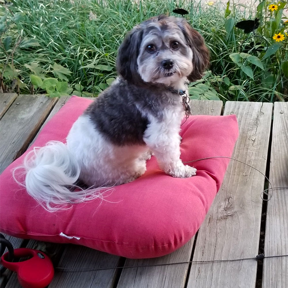 Meet cooper Hes a king charles and shih tzu blend and mom says hes a true joy he really does think hes king He looks happy sitting on his pillow outside on a crisp fall day