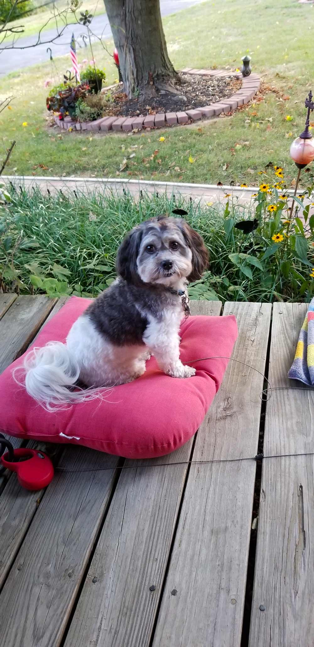 Meet Cooper. He’s a King Charles and Shih Tzu blend, and Mom says he’s a true joy: he really does think he’s King! He looks happy sitting on his pillow outside on a crisp fall day.