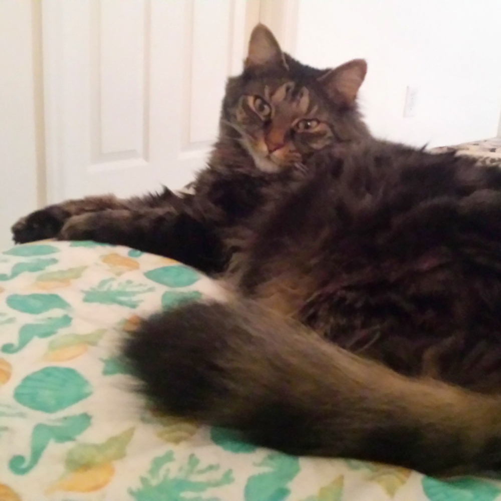 Darla h In punta gorda fl sent a picture of her cuddle boy her beautiful brown long haired cat sneaky pete