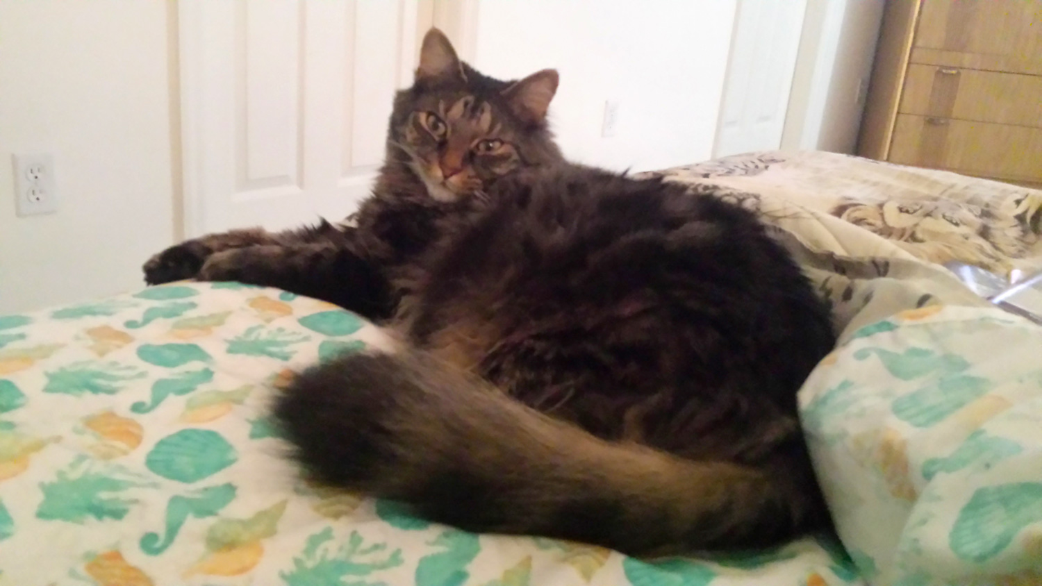 Darla H. in Punta Gorda, FL sent a picture of her cuddle boy, her beautiful brown, long-haired cat, Sneaky Pete. 