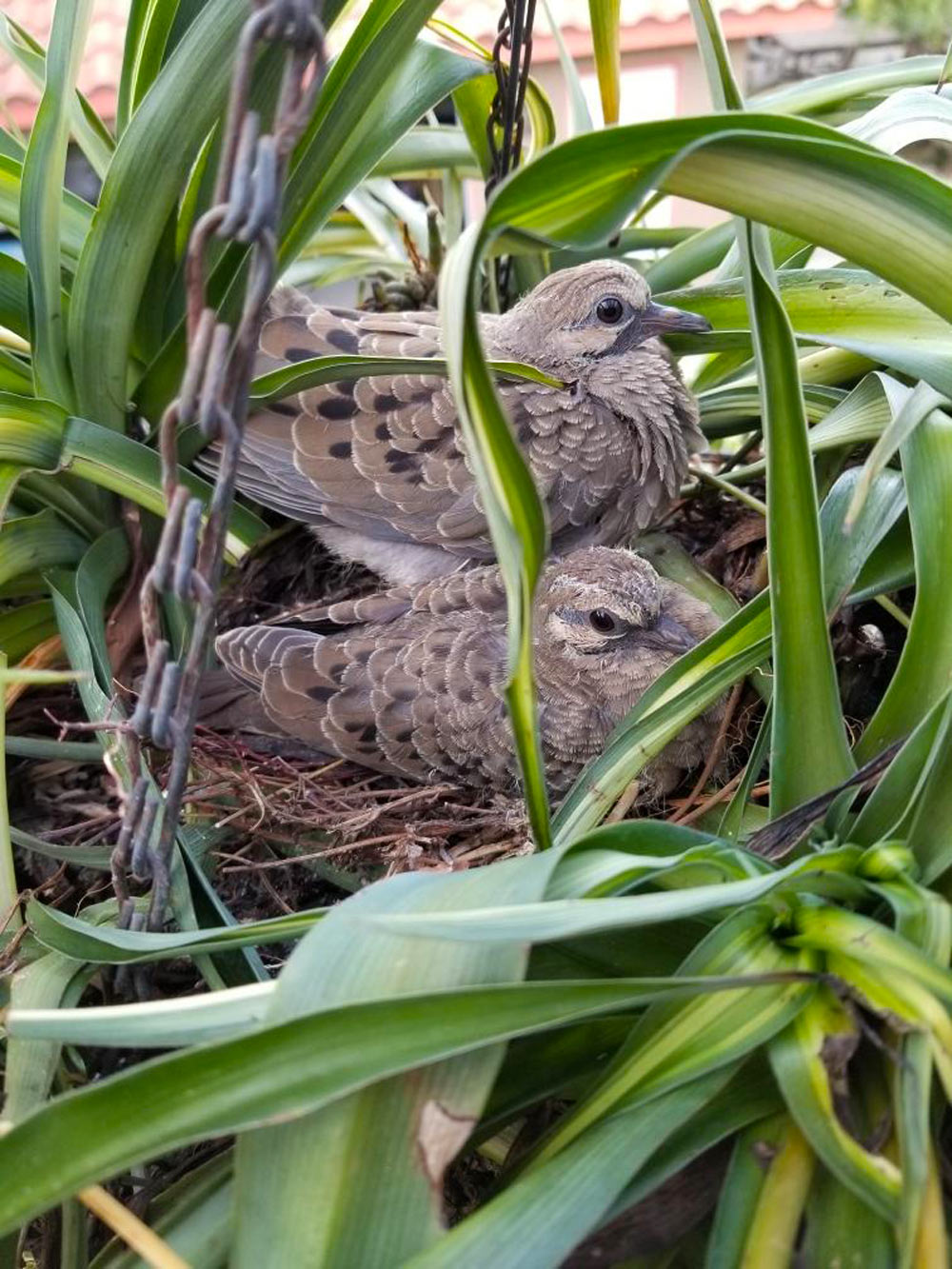 Dear Heloise: A pair of Mourning Doves built a nest in a hanging plant on my sister's deck. 