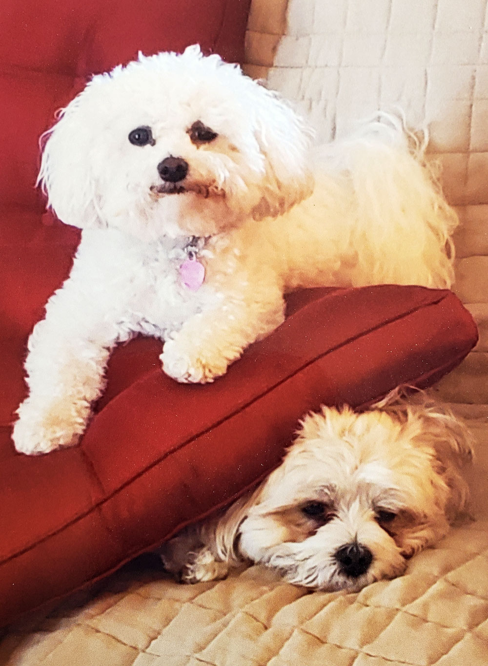 Meet Lexi and Dolli. Owner Sandee says they are such good buddies!