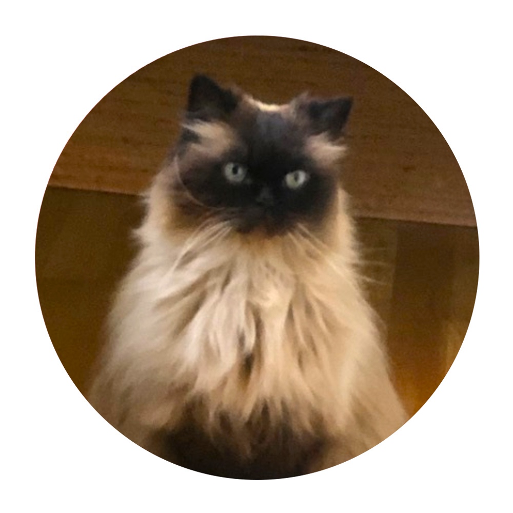 My name is cosmos Im a year old himalayan in portland
