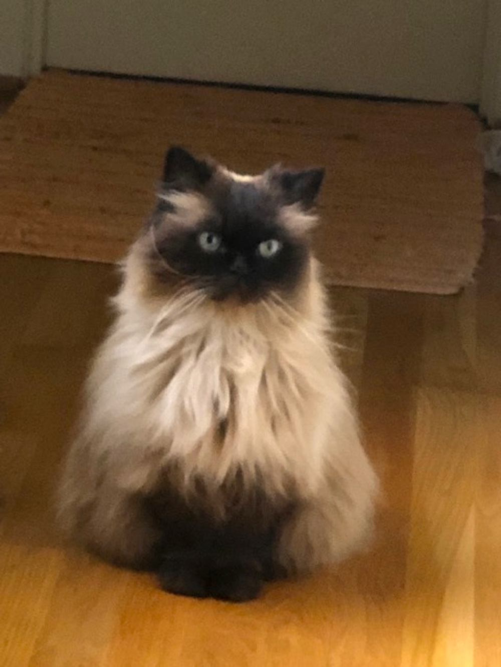 My name is Cosmos! I’m a 15-year-old Himalayan in Portland.