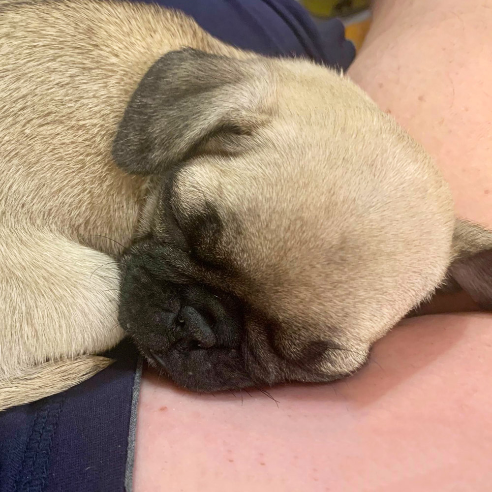Meet hazel Trent b In san antonio tx says his puppy pug hazel takes a hard nap after playing hard at am Play hard and nap hard Sounds like the life Is she dreaming about santas visit And oh that puppy breath