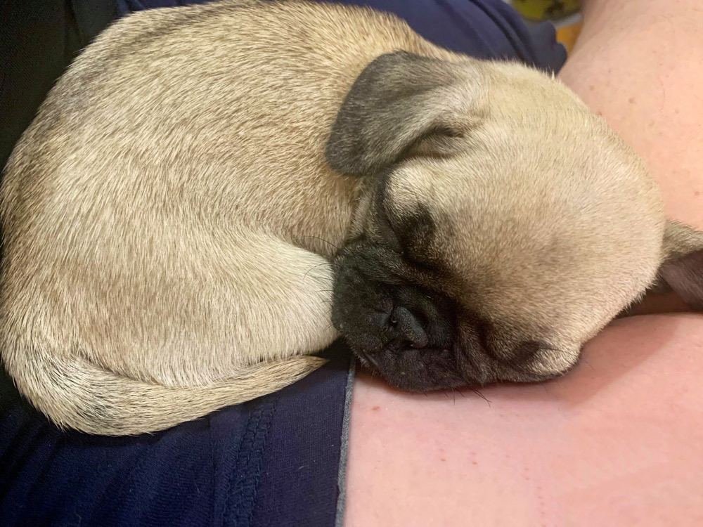 Meet Hazel. Trent B. in San Antonio, TX says his puppy Pug Hazel takes a hard nap after playing hard at 5:30 am! Play hard, and nap hard? Sounds like the life! Is she dreaming about Santa’s visit? And, oh, that Puppy Breath!